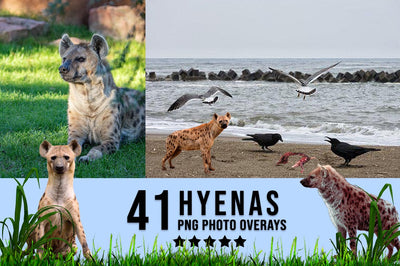 3030+ Animal Photo Overlays Bundle - Artixty